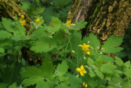 Chelidonium majus Stinkende gouwe bestellen